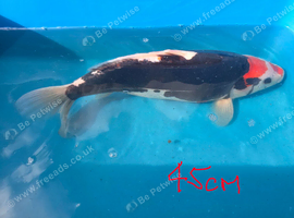 Japanese Koi
