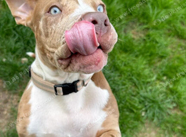 Alapaha cross staff cros suspected American bulldog