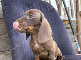 Chocolate &tan female kc reg