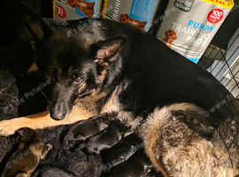 5 weeks old German Shepards puppies (full breed)