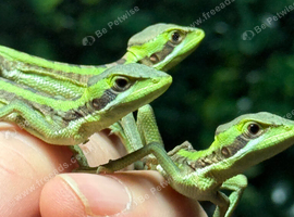 Casque head iguanas cb26 Babies WOW!