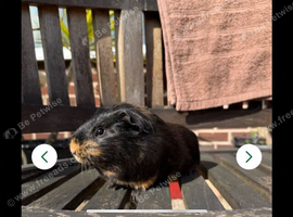 Guinea pig