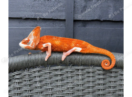 CHAMELEONS