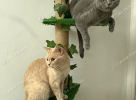 Beautiful Blue Scottish Fold Girl - 20 Months - Neutered