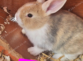 Baby mini lops