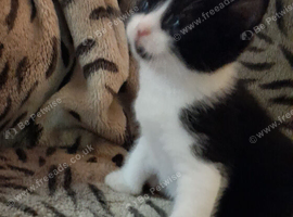 Black white tuxedo Boy Kitten