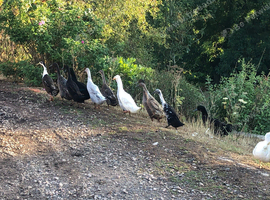 Indian runner ducks and drakes