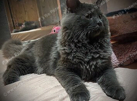 Beautiful Full Maine Coon Boy