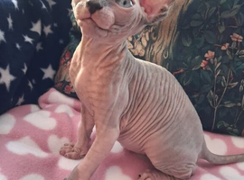 Sphynx kittens