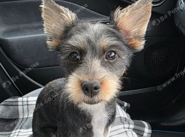Yorkshire Terrier
