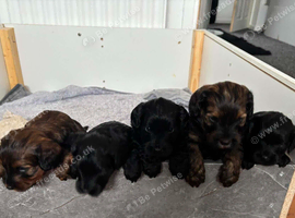 5 beautiful f2 cockapoo puppies