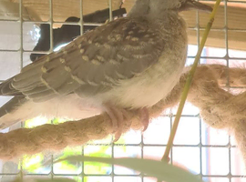 Baby dimond doves