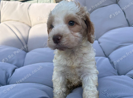 Cockapoo boy