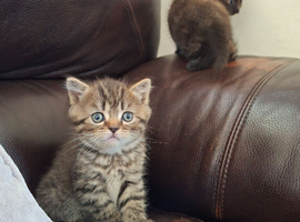Persian Cross Kittens for Sale
