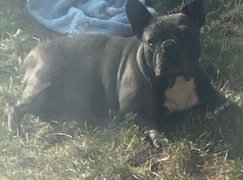 French bulldog