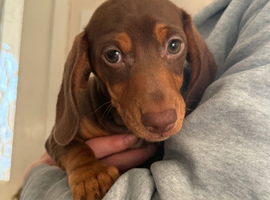 3 dachshund boys