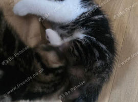 8 weeks kittens