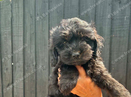 Gorgeous Cockapoo Puppies