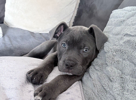 12 week old cane corso absolutely beautiful