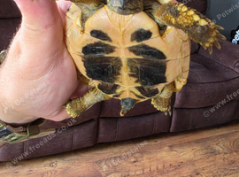 2yr old hermann tortoise