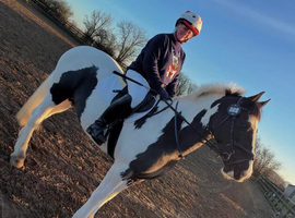 Mare Cob pony for sale