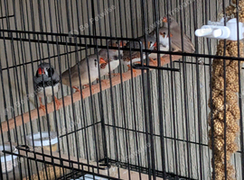 Zebra finch