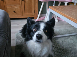 Border Collie