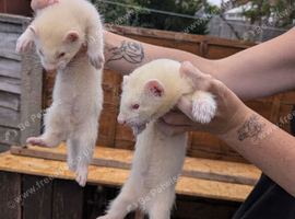 Ferrets for sale