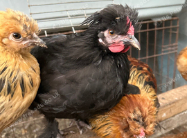 Polish bantam grower