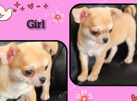 Chihuahua puppies