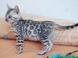 Superb Silver Bengal Boy Kitten