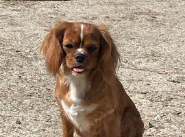 Ruby cavalier King Charles