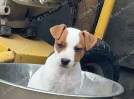 Miniature working jack russel