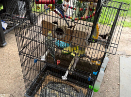 Burdgies