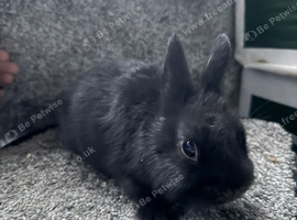 Netherland dwarf babies