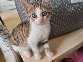 Beautiful tabby and white kitten, ready now