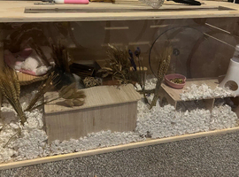 Cage and hamster for sale