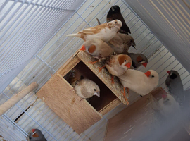 All sort of finches