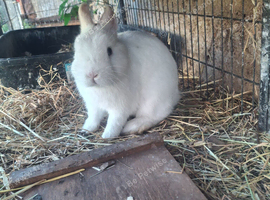 BEW Netherland dwarf buck