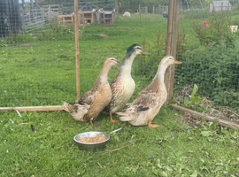SILVER APPLE YARD DUCK HATCHING EGGS x6 or more if required
