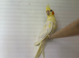 Fallow Lutino cocktiel