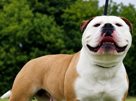 Beautiful Old English Bulldog