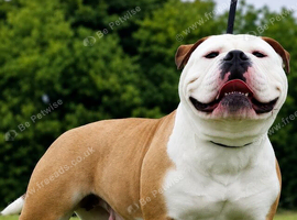 Beautiful Old Tyme Bulldog