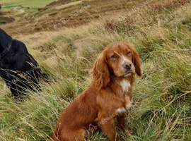 Coker spaniel stud