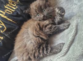 Beautiful BSH x Bengal