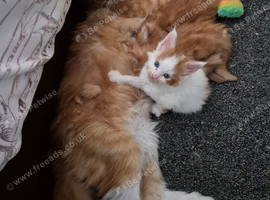 Maine coon kittens