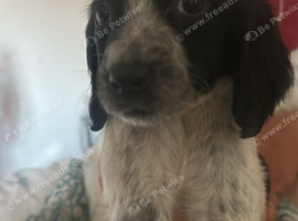 Beautiful cocker spaniel puppies