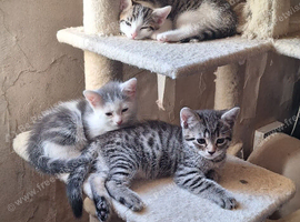 Kittens 2 girls 1 boy