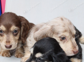 Cream miniature dachshunds