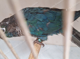 Turquoise violet greencheeked conures